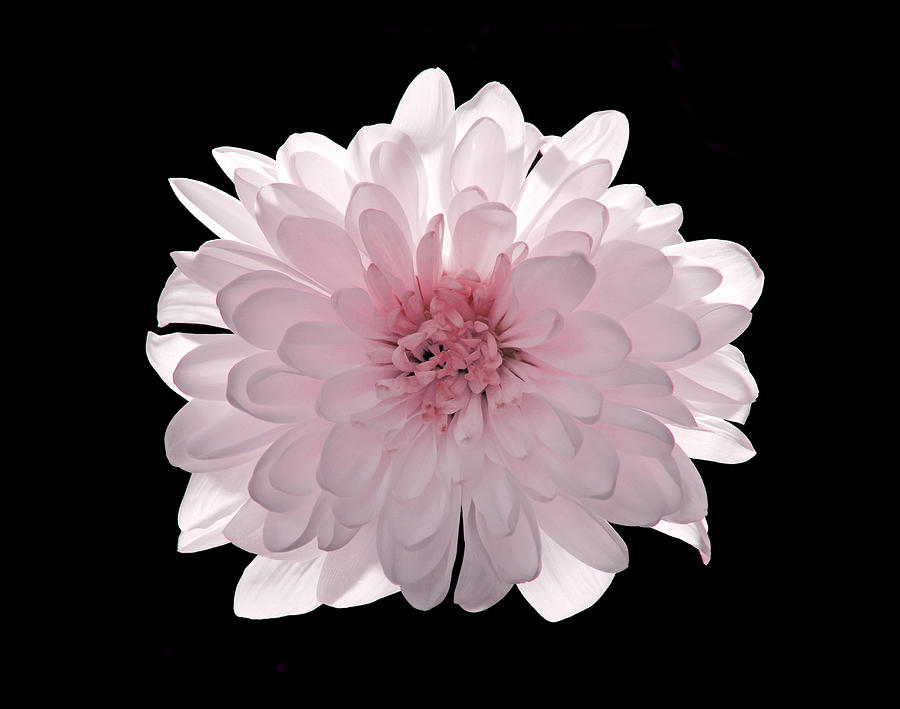 Pink flower Chrysanthemum isolated on black Photograph by Severija Kirilovaite