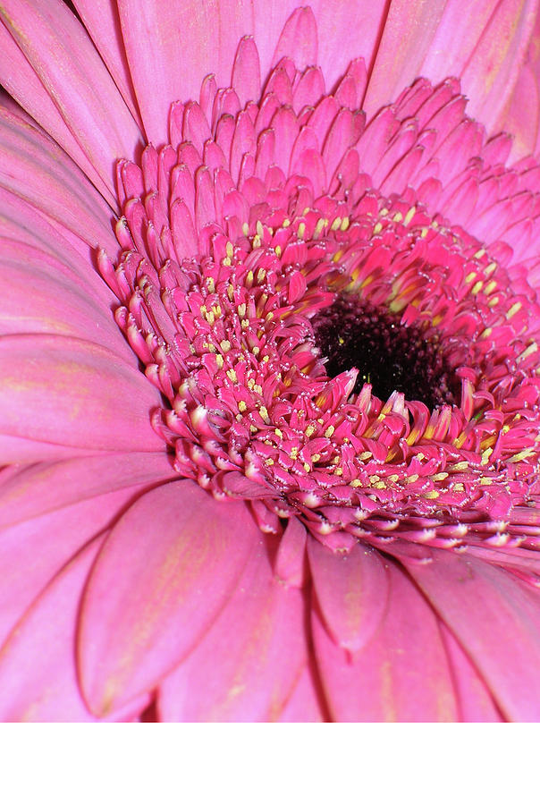 Pink Flower Close up 2 Photograph by Caritas Creation Pink Flower Close up 2 Photograph by Caritas Creation