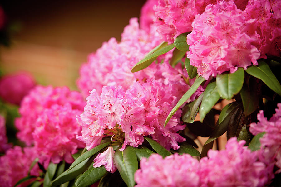 Pink Flower Clusters Photograph by Rich S