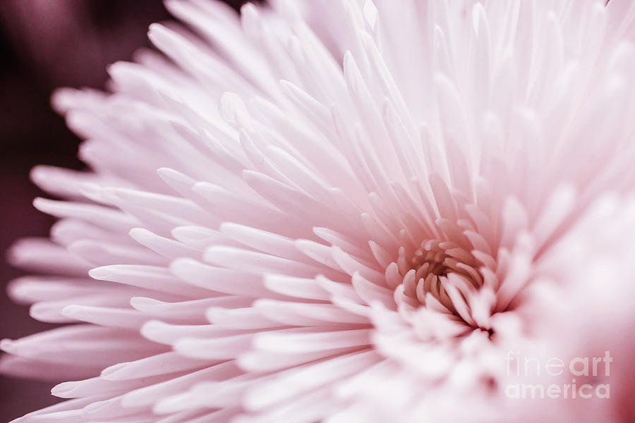 Pink Flower Photograph by Edward Fielding