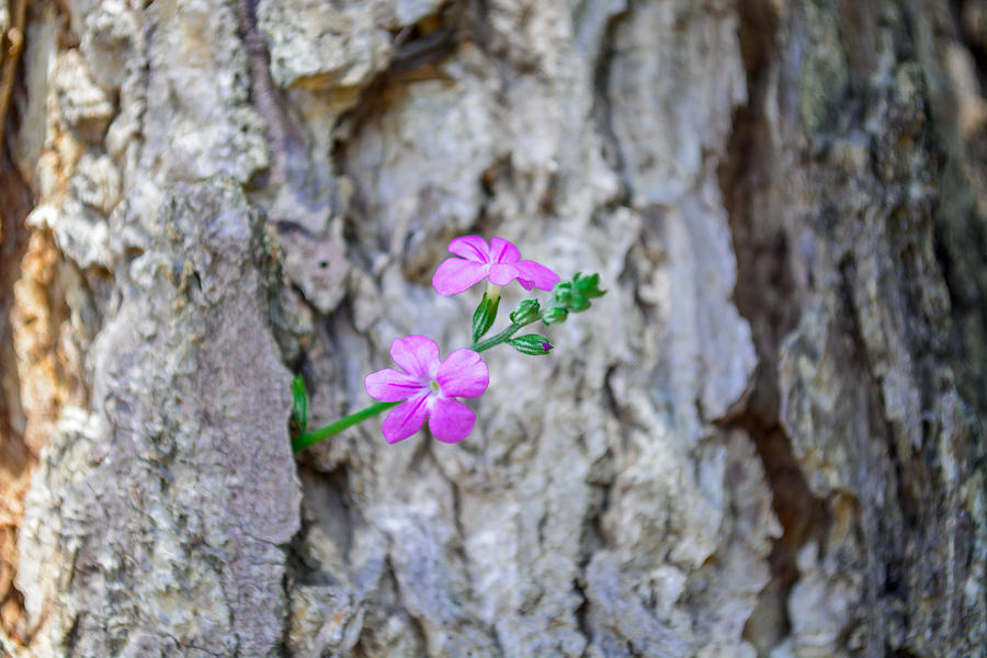 Pink flower growing on tree trunk Photograph by Gervanio Guimaraes / FOAP