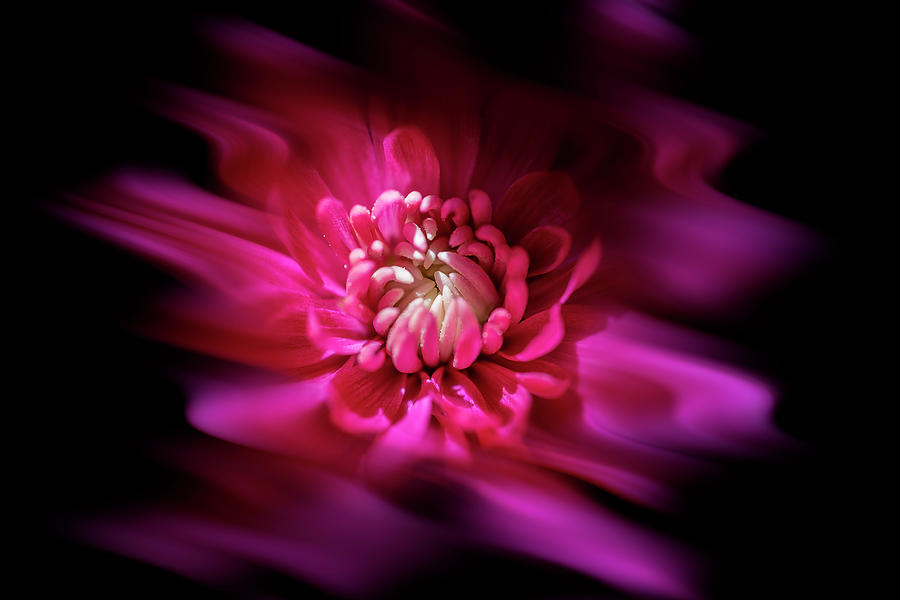 Pink flower in motion Photograph by Dan Friend