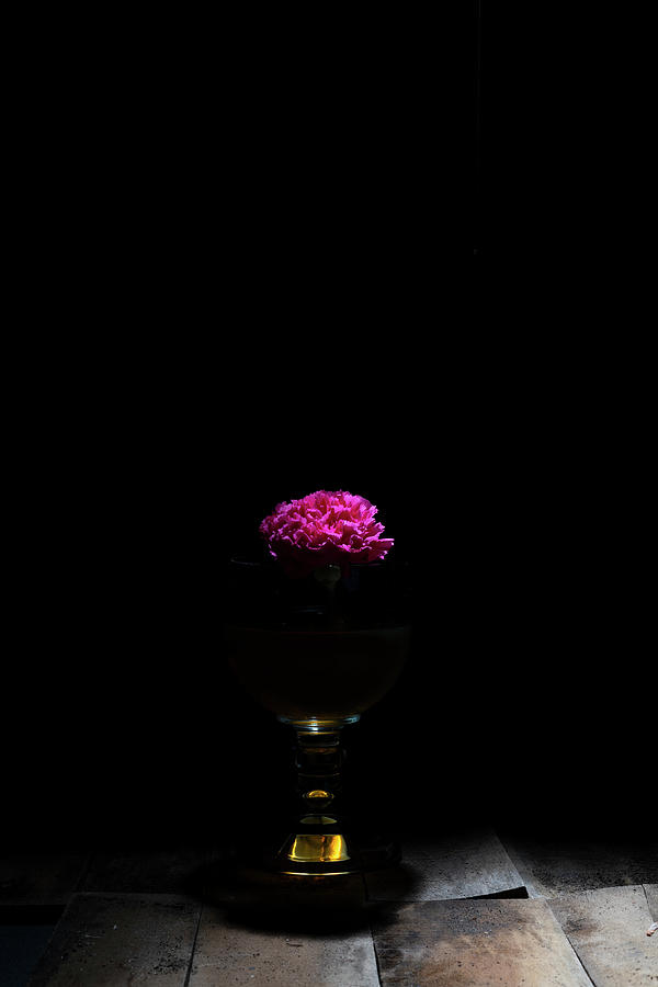 Pink flower in the dark Photograph by Dan Friend