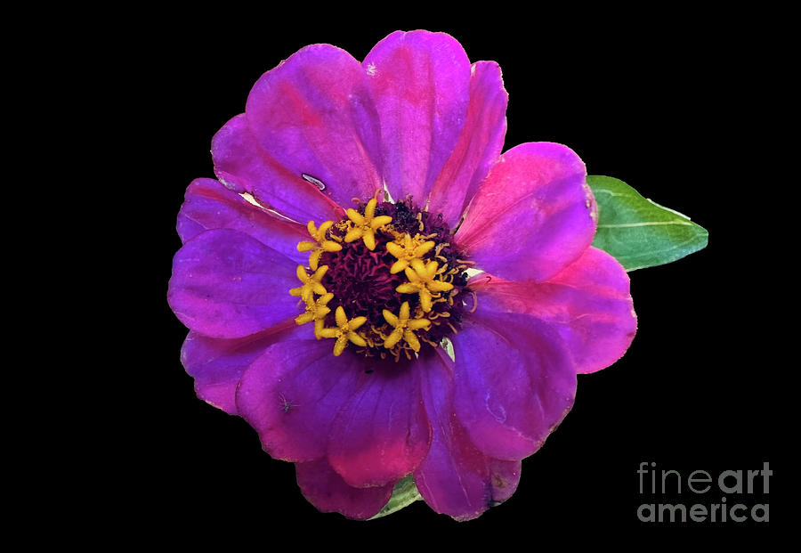 Zinnia Pink Flower on Black Photograph by Janette Boyd