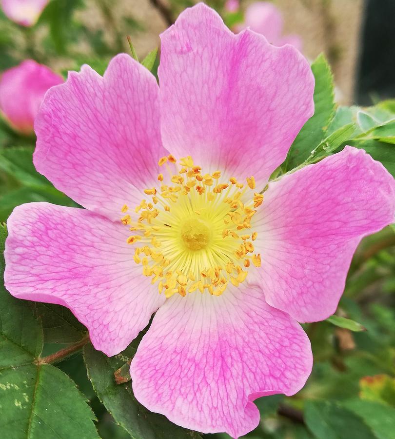 Pink Flower Says Hello Photograph by Carol Forster - Fine Art America