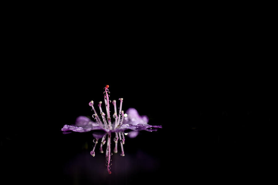 Pink flower stem floating Photograph by Dan Friend