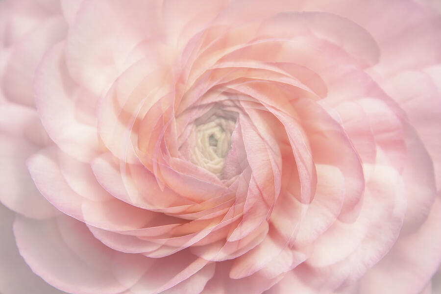 Pink Flower Swirl Digital Art by Terry Davis