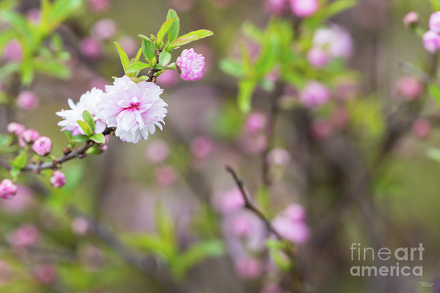 Pink Flowering Almond Blossom Photograph by Jennifer White