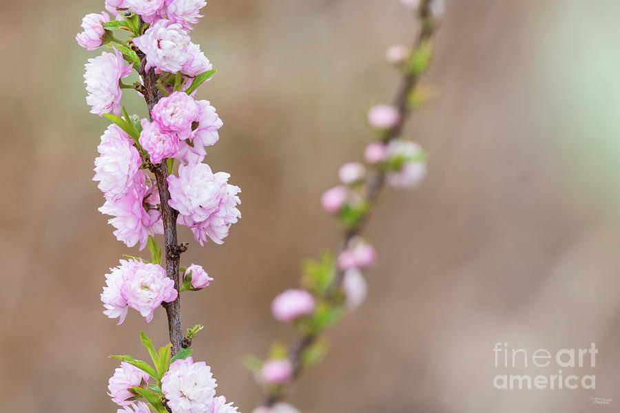 Pink Flowering Almond Branch Photograph by Jennifer White