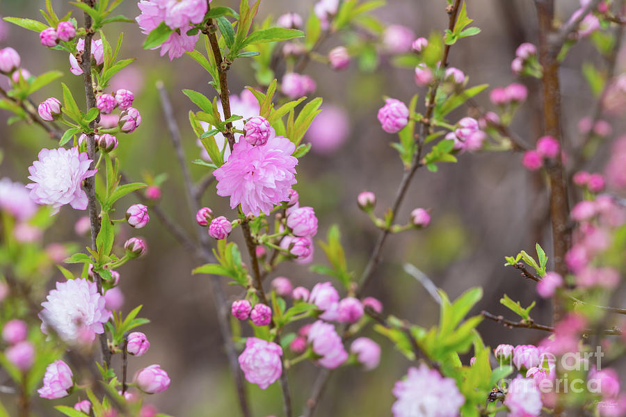 Pink Flowering Almond Branches Photograph by Jennifer White