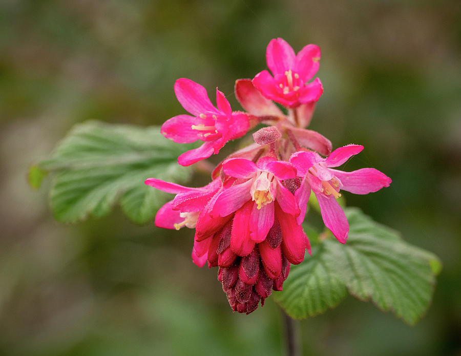 Pink Flowering Currant Photograph by Jean Noren