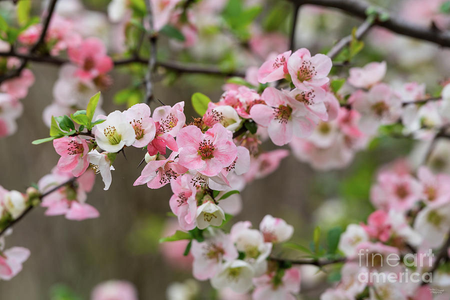 Pink Flowering Quince Blooms Photograph by Jennifer White