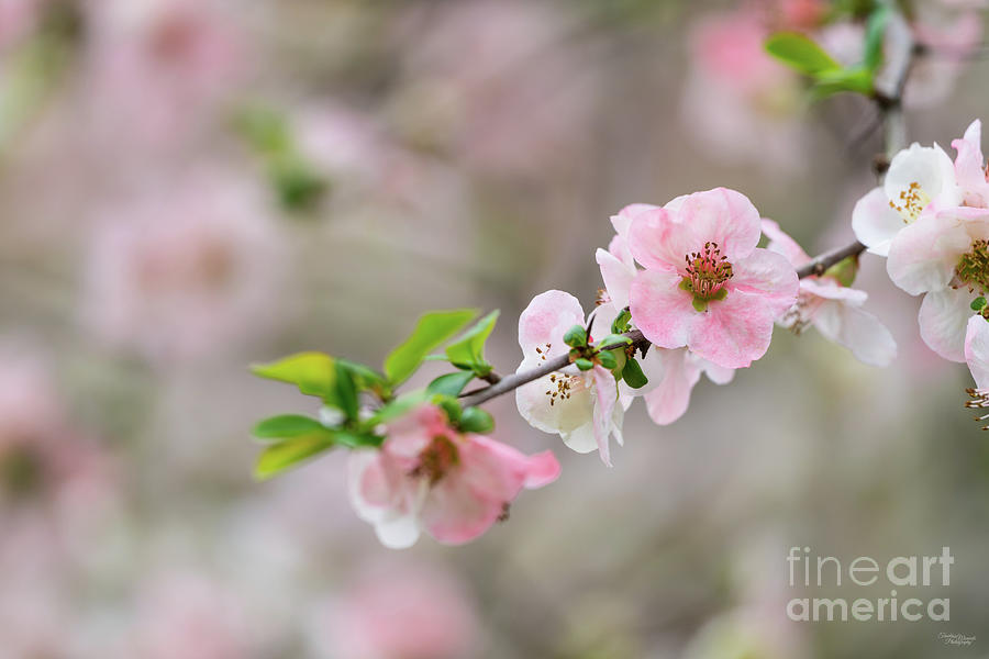 Pink Flowering Quince Branch Photograph by Jennifer White