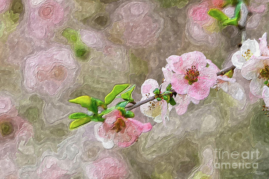 Pink Flowering Quince Branch Painterly Mixed Media by Jennifer White