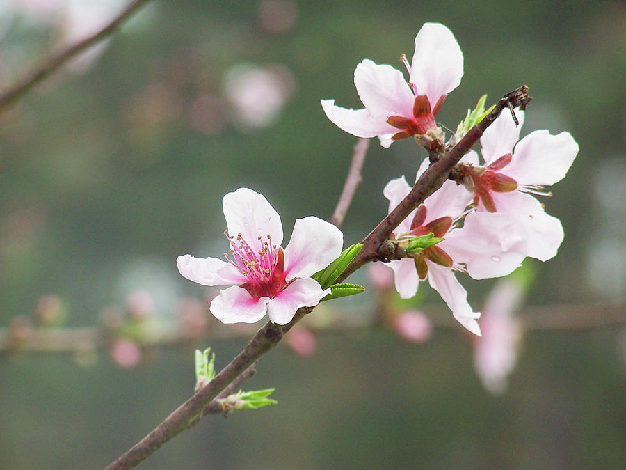 Pink Flowering Tree Photograph
