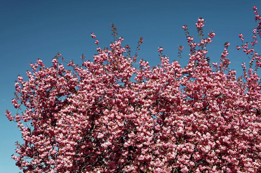 Nature Photograph - Pink Flowering Tree by Sally Weigand