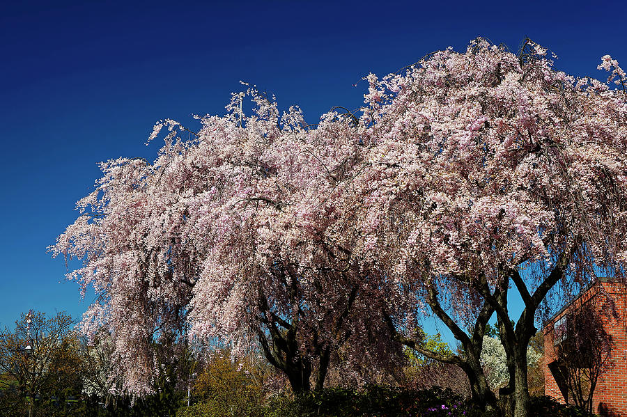 Pink Flowering Trees Photograph by Sally Weigand