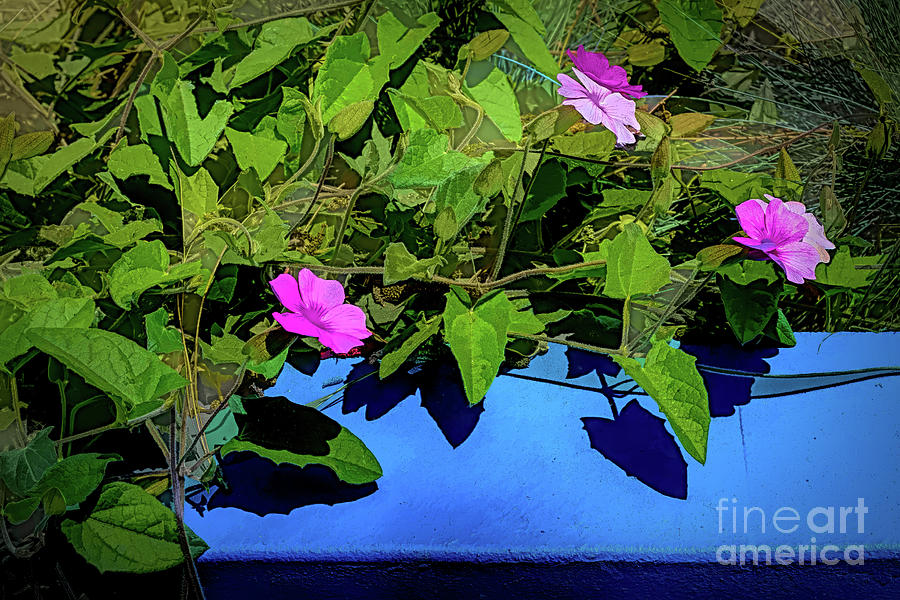 Pink Flowers Against a Blue Ledge Photograph by Roslyn Wilkins