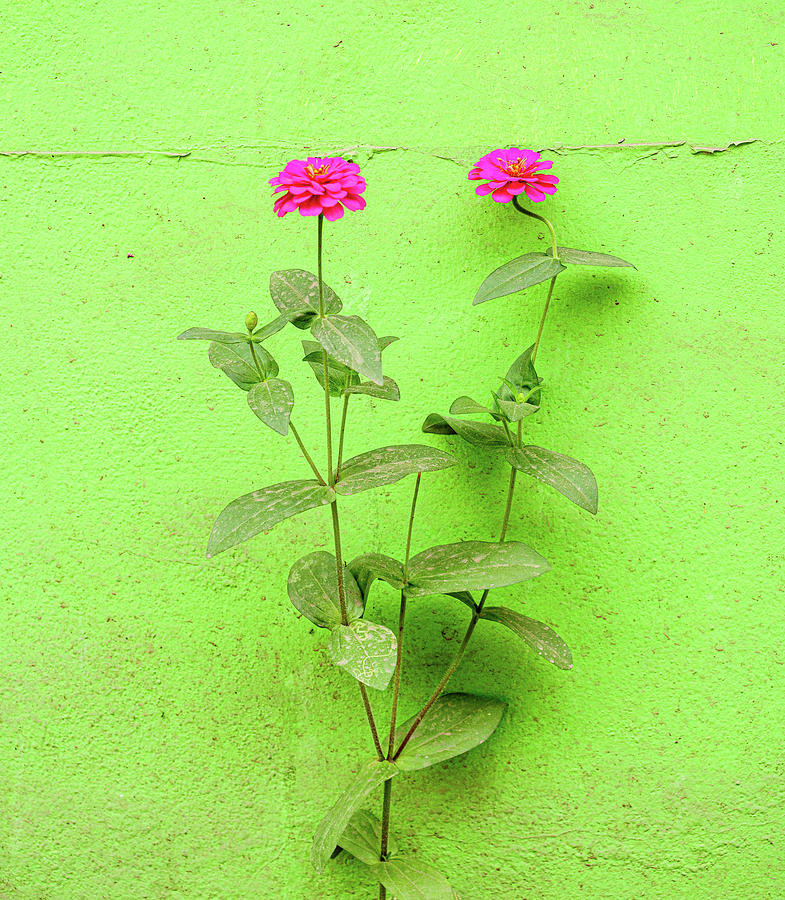 Pink flowers against a green wall. Photograph by Rob Huntley