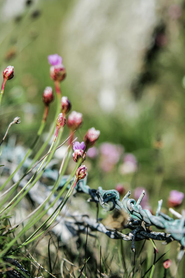 Pink Flowers And Green Barbed Wire On A Hillside Photograph