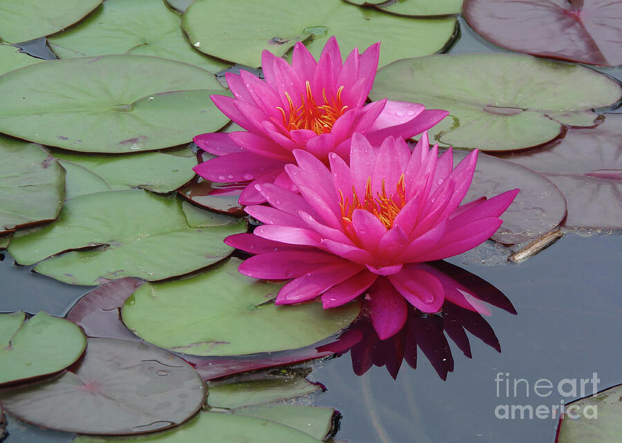 Pink Flowers and Lily Pads Photograph by Jennifer Powers - Fine Art America