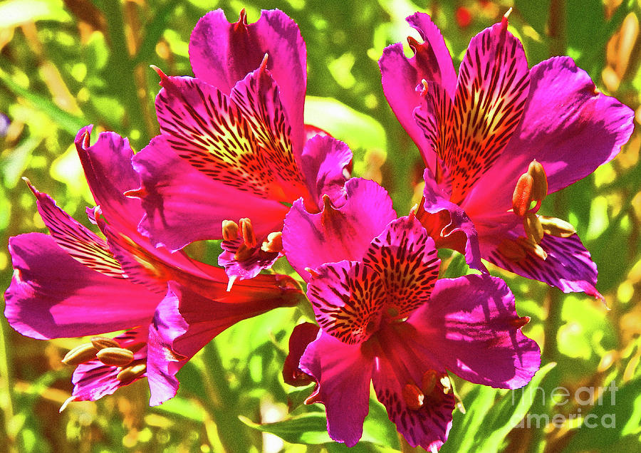 Pink Flowers at Getty Center Photograph by Frank Littman