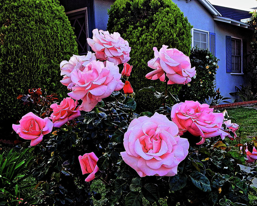 Pink Flowers Blue House Photograph by Andrew Lawrence