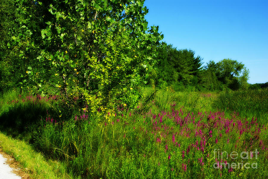Pink Flowers By The Trail - Vibrant Photograph