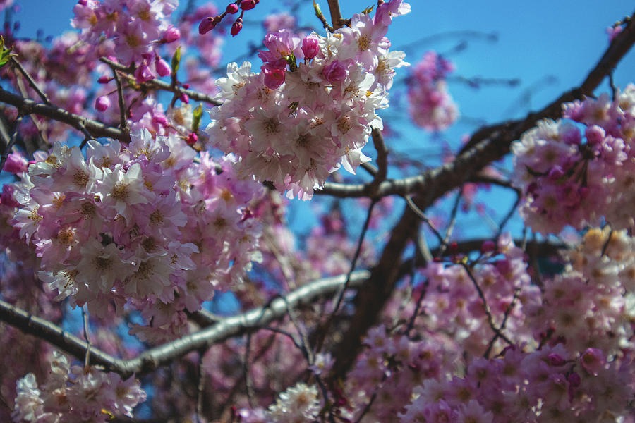 Pink Flowers Photograph by Carly Chapman | Fine Art America