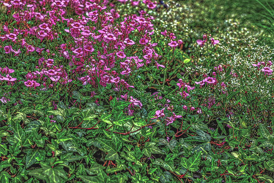 Pink Flowers Green Leaves #l5 Photograph