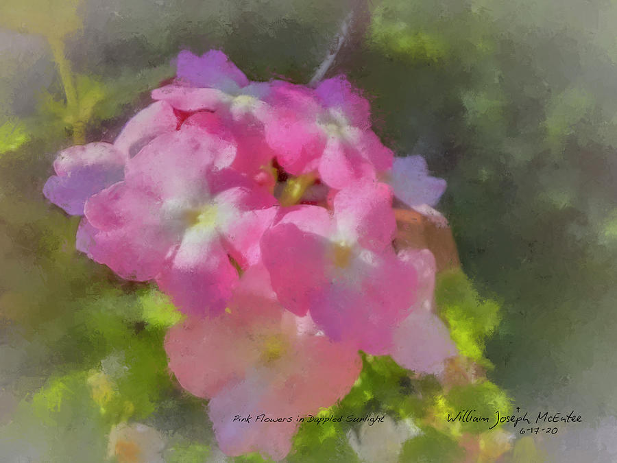 Pink Flowers in Dappled Sunlight Painting by Bill McEntee