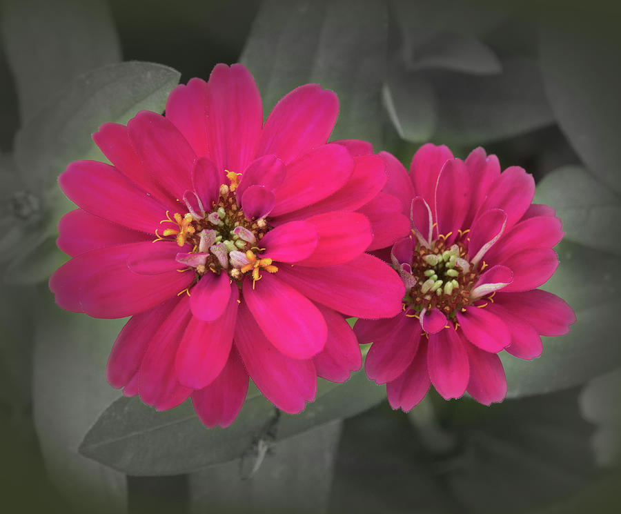 Pink Flowers in Selective Color Photograph by James C Richardson