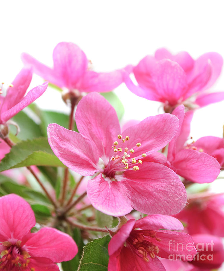 Pink Flowers Photograph by Jelena Jovanovic
