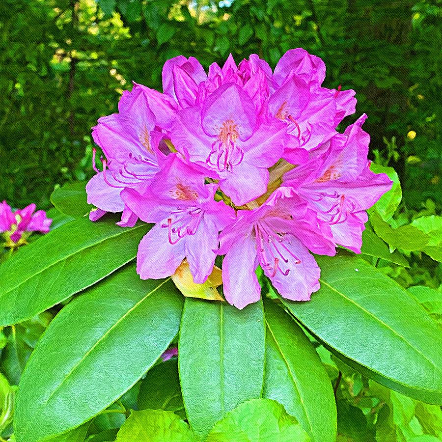 Pink Flowers of Abundance Digital Art by Pamela Storch - Pixels