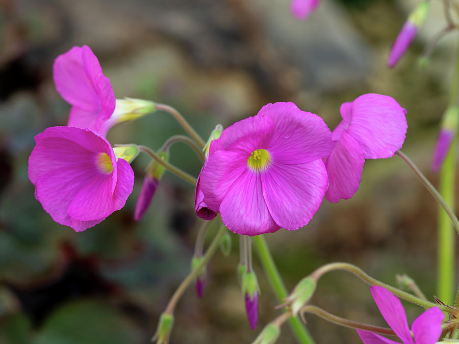 Pink Flowers Of Oxalis Purpurea Bowiei Wood Sorrel Photograph By Angie C Fine Art America