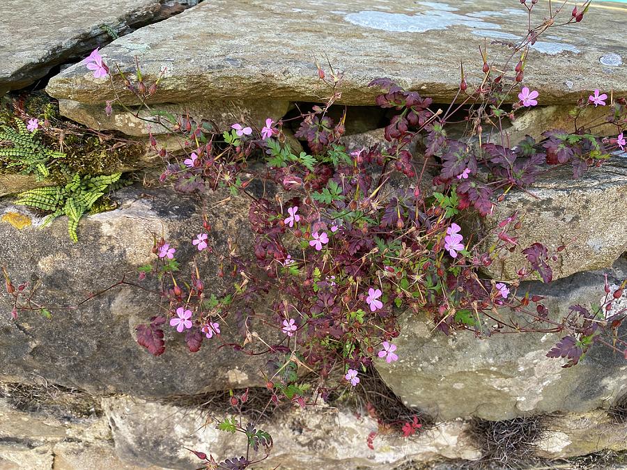 Pink Flowers on a Stone Wall in Stainforth, UK Photograph by Derek