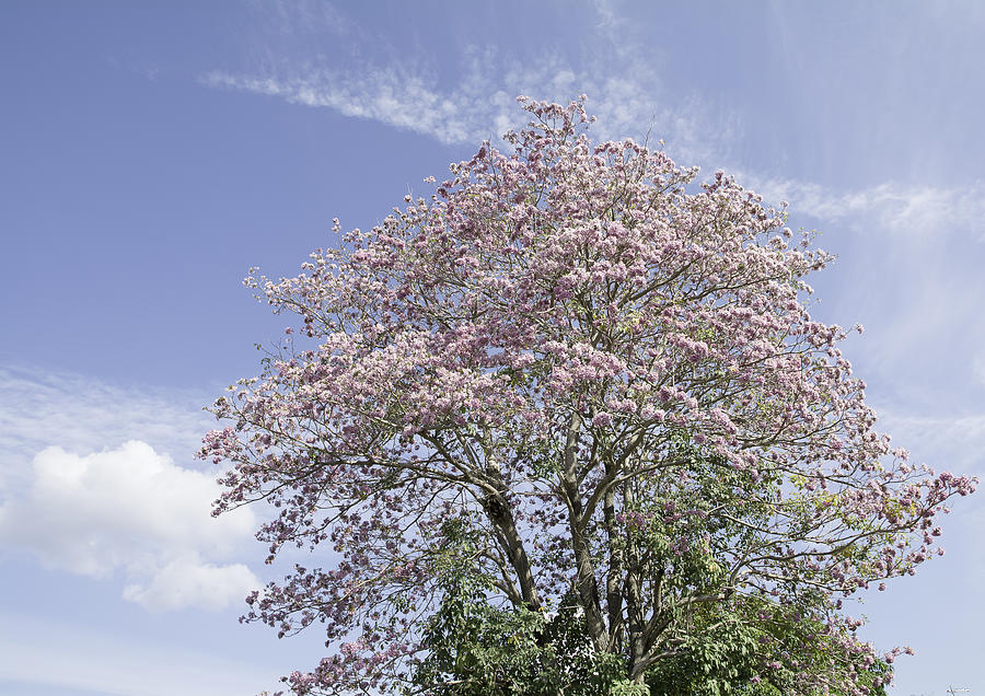 Pink flowers on the branches and sky . Photograph by Supaneesukanakintr