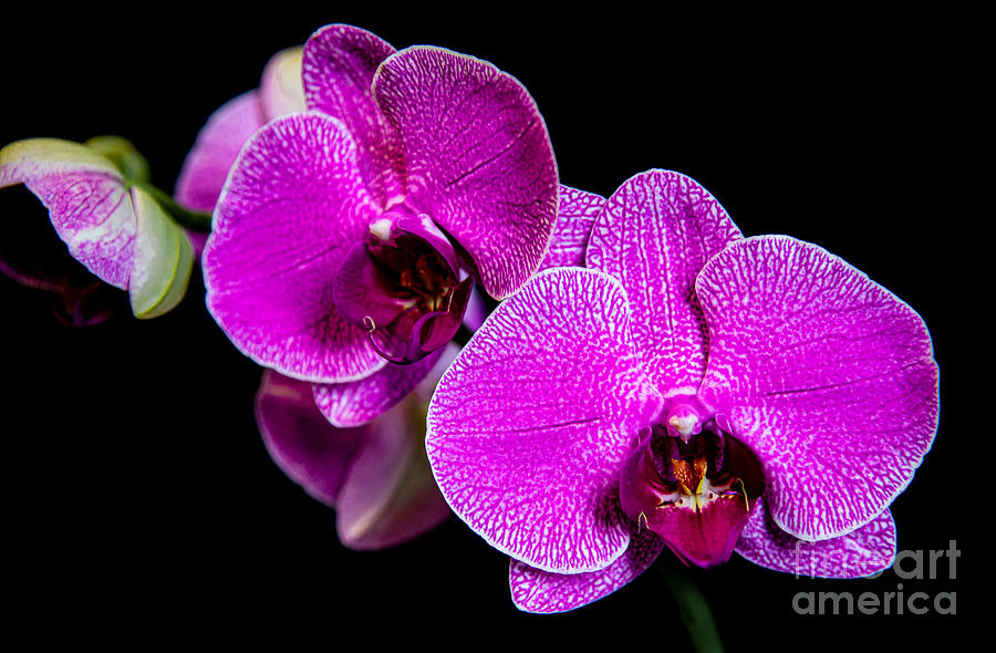 Pink orchid flowers Photograph by The P