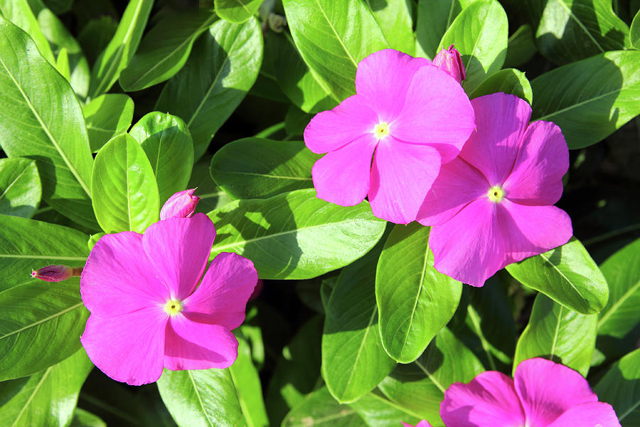 Pink Flowers With Green Leaves Photograph by Mikhail Kokhanchikov