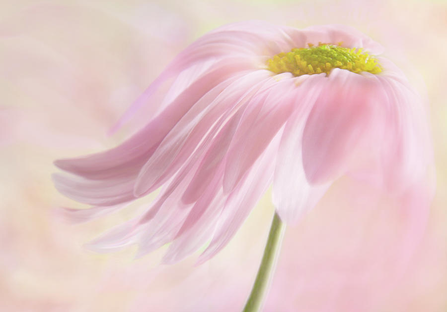 Pink Flowing Daisy Photograph by Nina Bradica