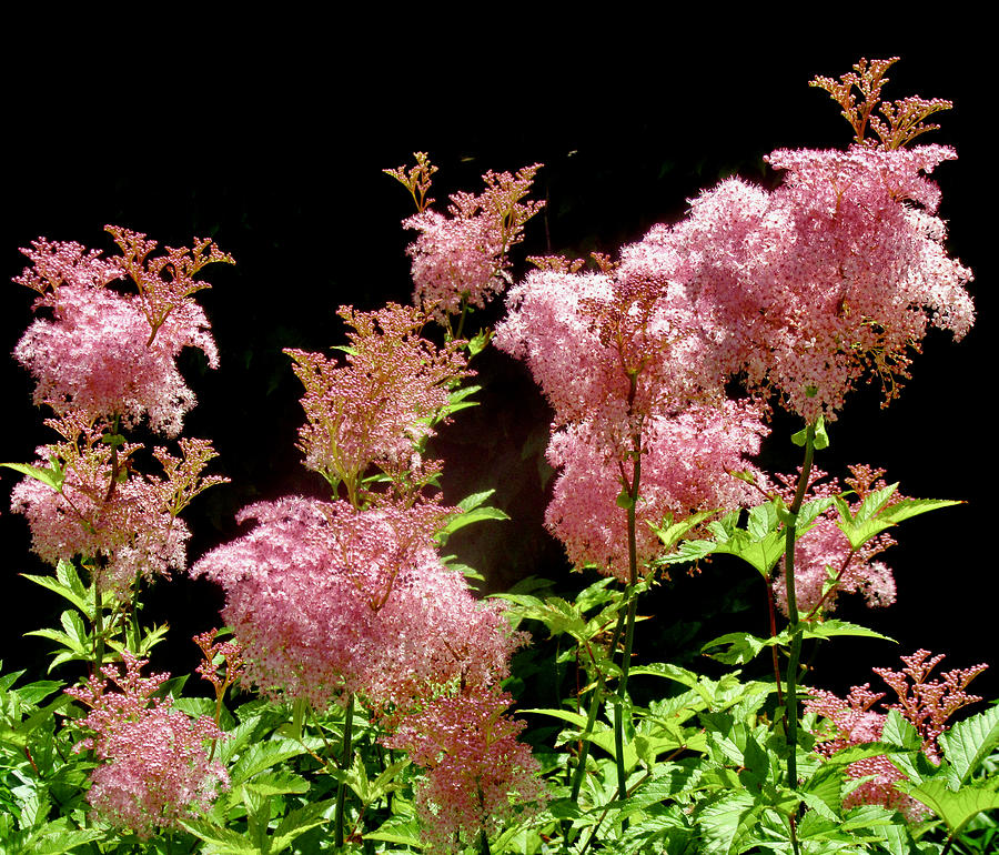 Pink Fluffy flowers Photograph by Stephanie Moore