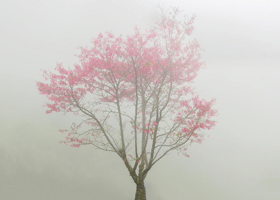 Pink Fog Photograph By Frankie Bradshaw