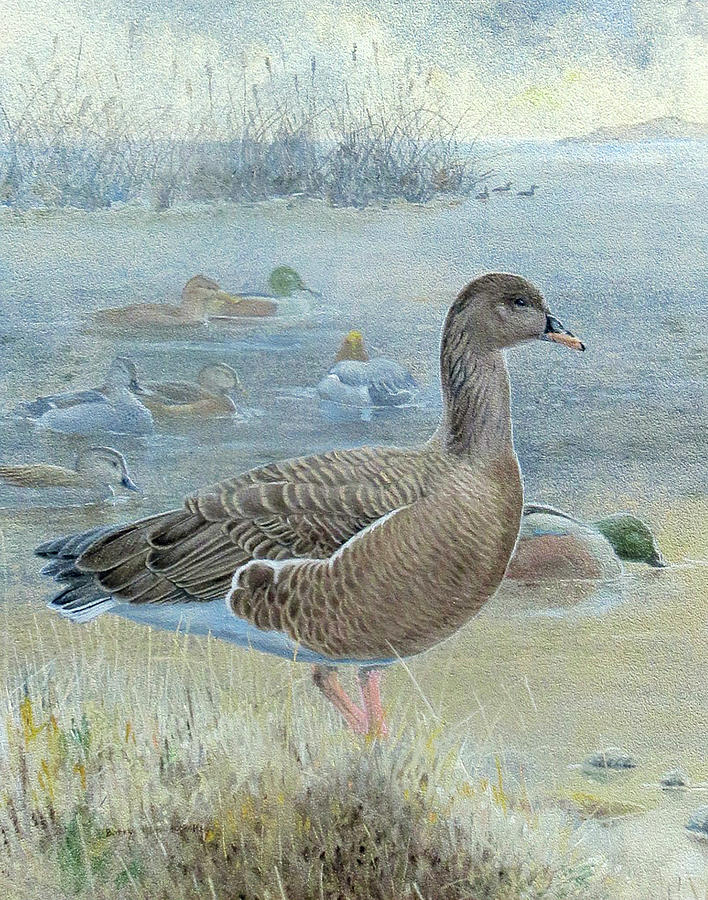 Pink-footed Goose Painting by Barry Kent MacKay