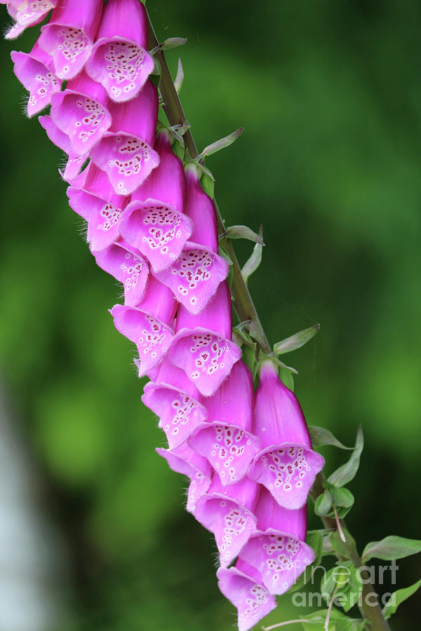 Pink Foxglove Closeup Photograph by Carol Groenen