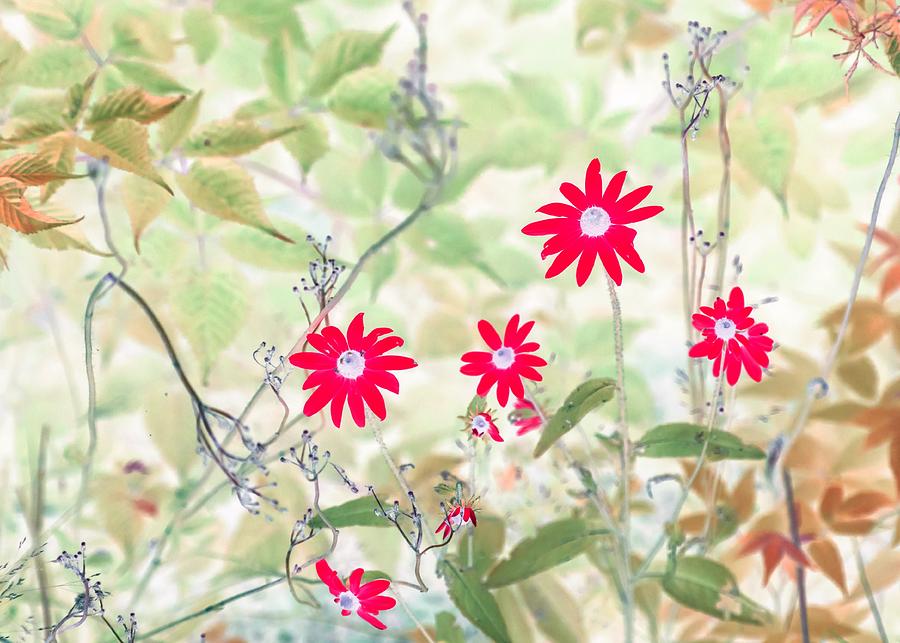 Happy Red Daisies Photograph by Missy Joy