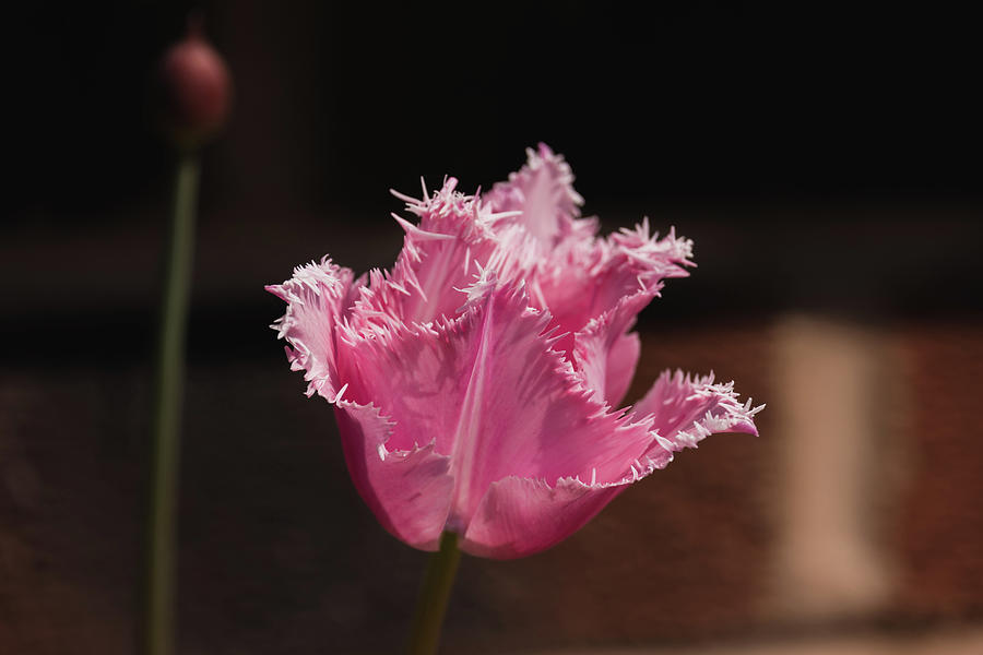 Pink Fringed Tulip Head Photograph by Scott Lyons