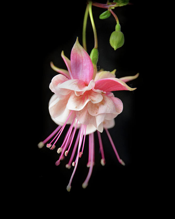 Pink Fuchsia Photograph by Debra Martz