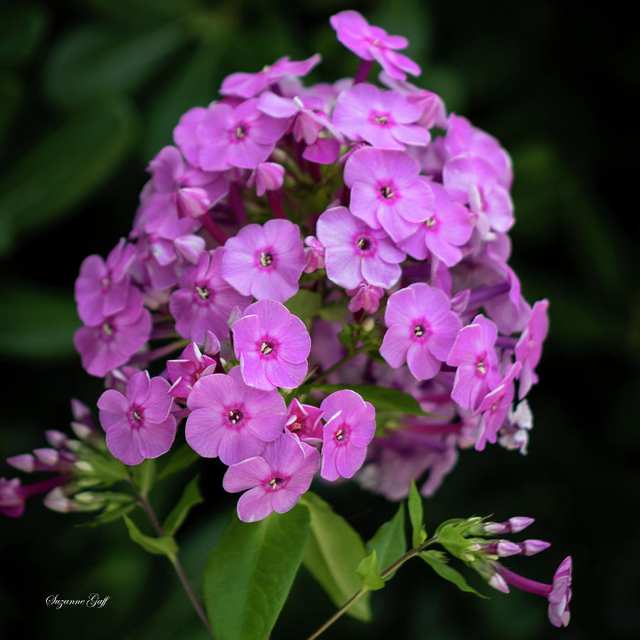 Pink Garden Phlox Photograph by Suzanne Gaff