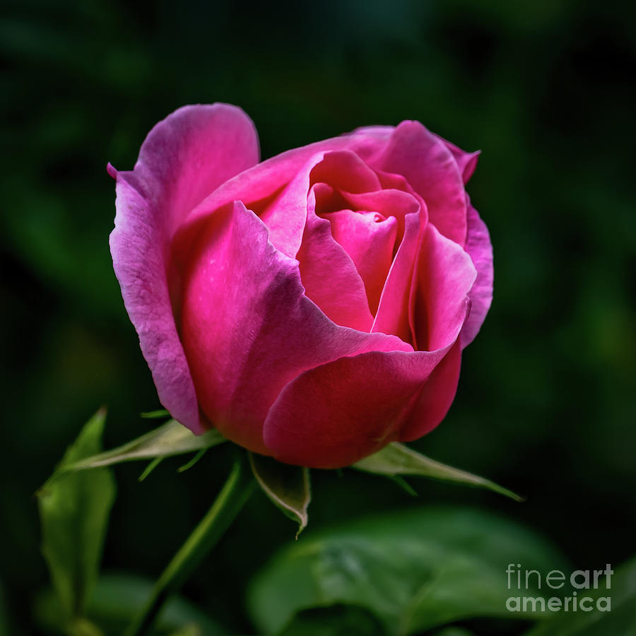 Pink Garden Rose Photograph by Adrian Evans