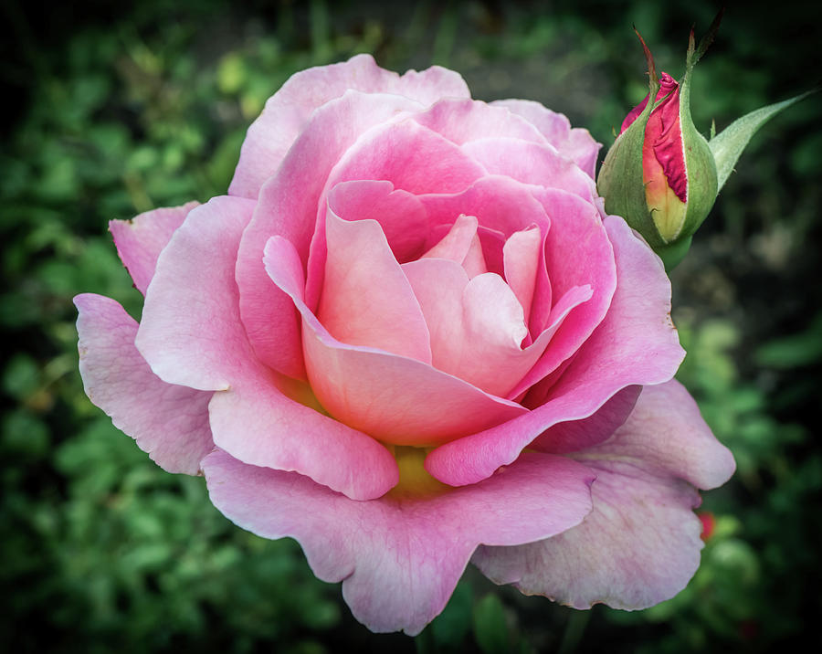 Pink garden rose Photograph by Lilia S